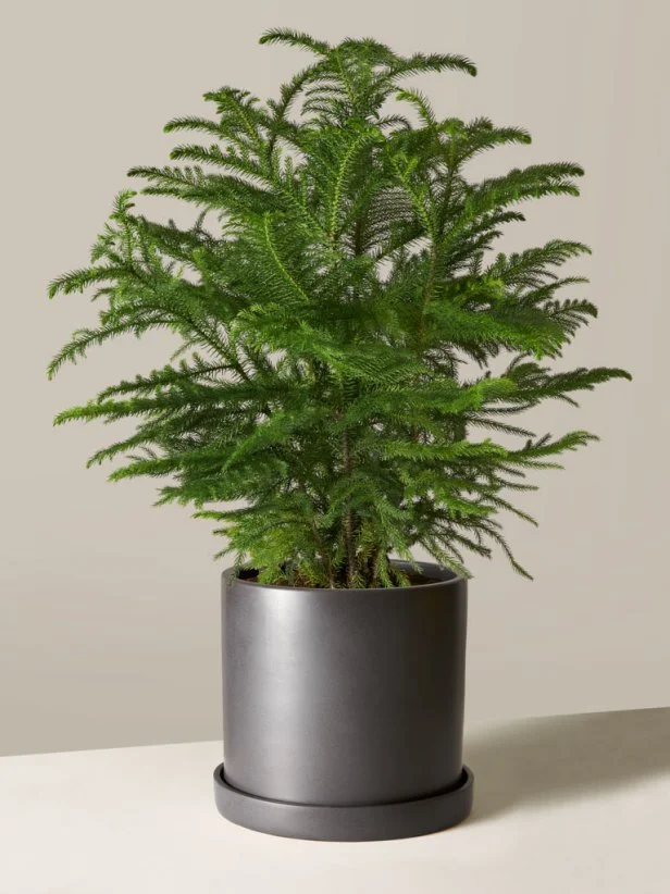 A potted Norfolk Island pine