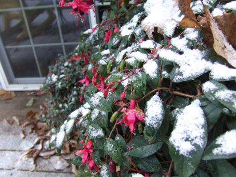 Winterizing Strawberry Plants