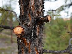 Sap oozes from freshly cut limbs on a young pine tree