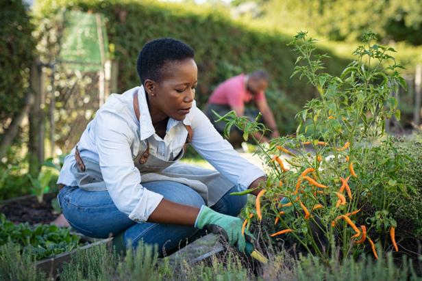 African American woman picking peppers and other vegetables from a community garden