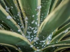 Variegated Agave With Mealybugs