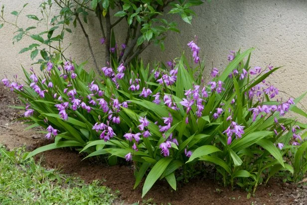 How to Grow a Spring Bulb Garden Indoors: Expert Tips