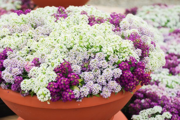 Alyssum in a red brown pot on wood table