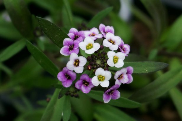 White and Purple Rosie O'Day Alyssum Flowers Blooming.