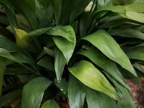 Cast Iron Plant: How to Grow and Use This Houseplant and Garden Evergreen