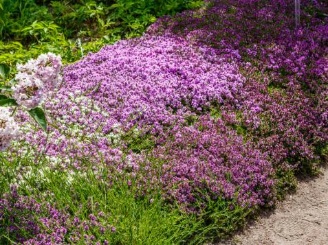 How to Plant and Grow Creeping Thyme