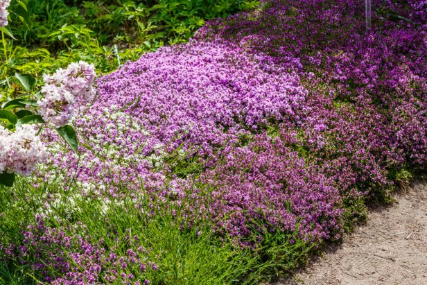 Creeping thyme (thymus serpyllum)