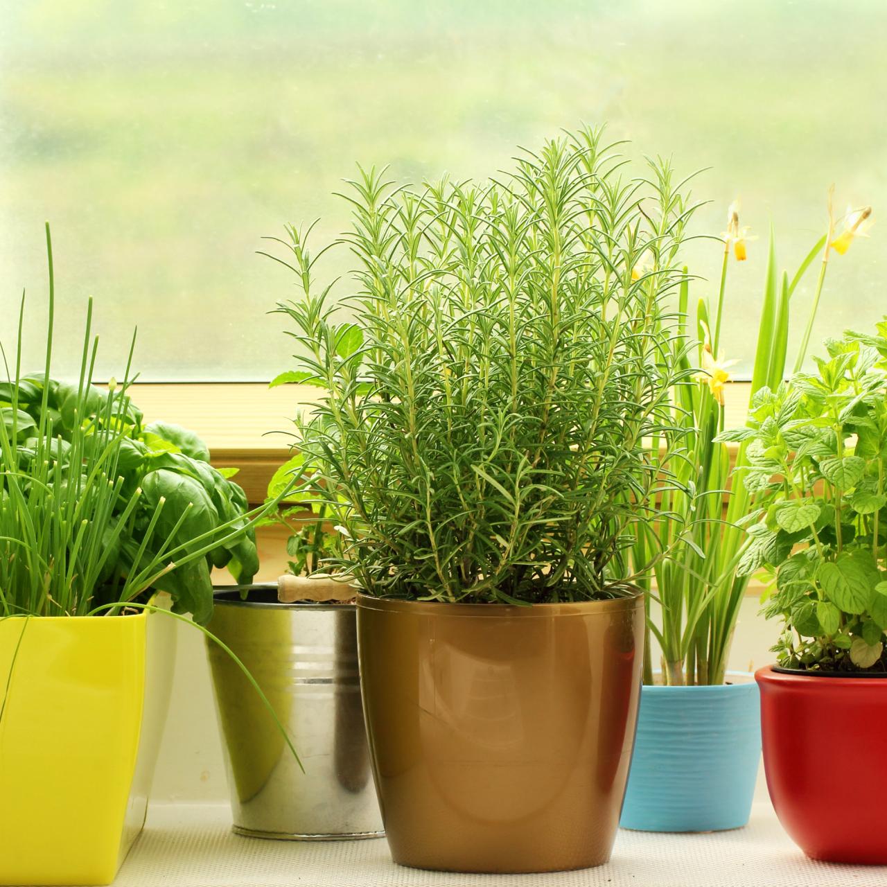 Herbs for growing on a windowsill - Plantura