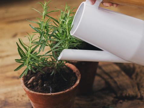 Should You Use Pasta Water on Plants?