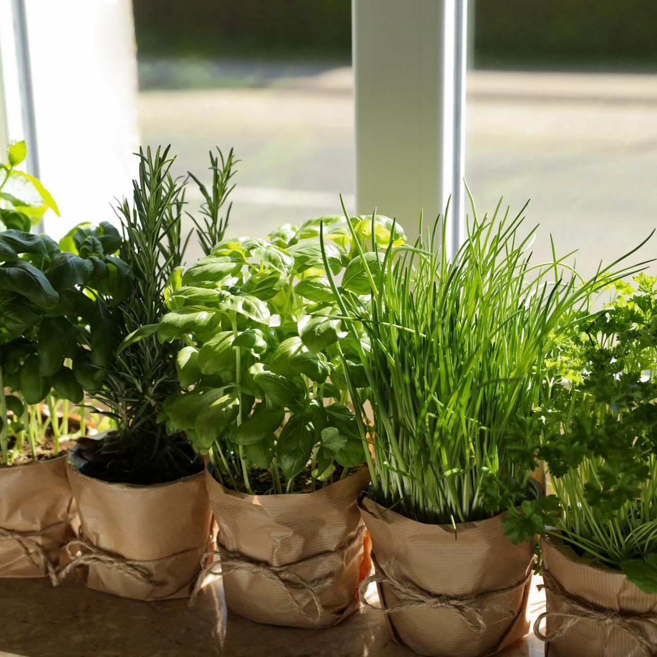 8 Things to Know About Growing Your Own Herbs