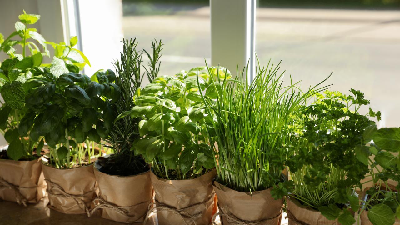 Herbs That You Can Grow Indoors HGTV