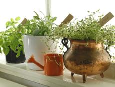 Fresh herbs in pots on window
