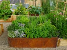 herb garden in raised bed
