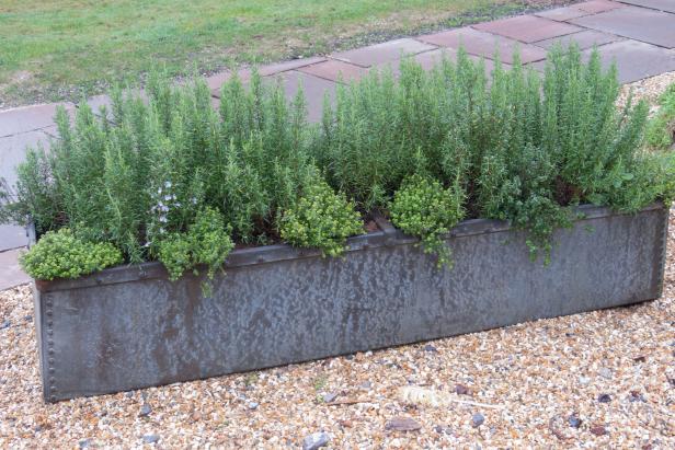 Rosemary (Salvia rosmarinus) and Thyme (Thymus vulgaris) Herbs Growing in a Metal Planter in a Country Cottage Garden in the Village of Gittisham in Rural Devon, England, UK