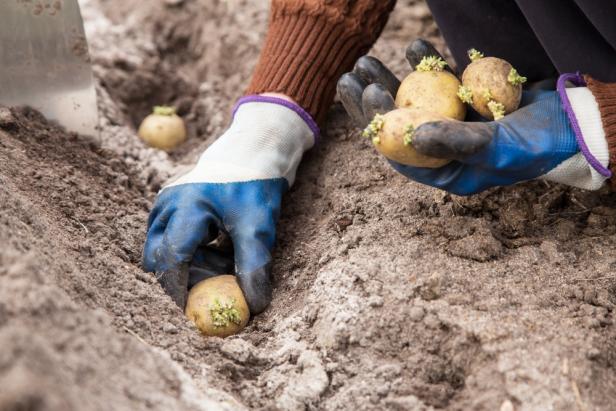 Farmer hands planting sprouts potatoes in soil in garden. Sowing organic potato with sprout