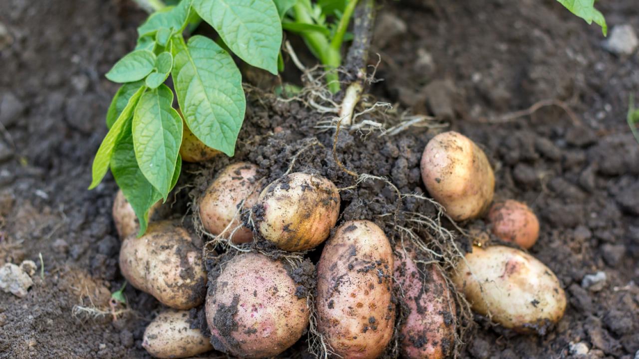 Types Of Red Potatoes: Reasons To Grow Potatoes That Are Red