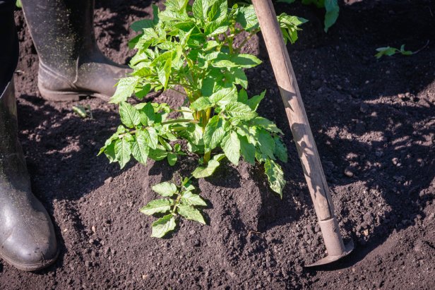 Potato processing. Hilling and weeding.