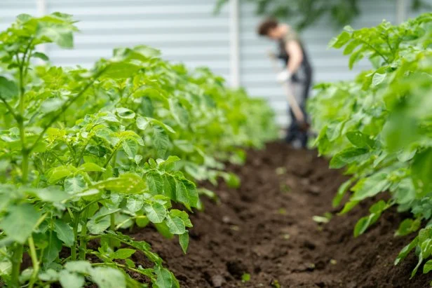 planting potatoes