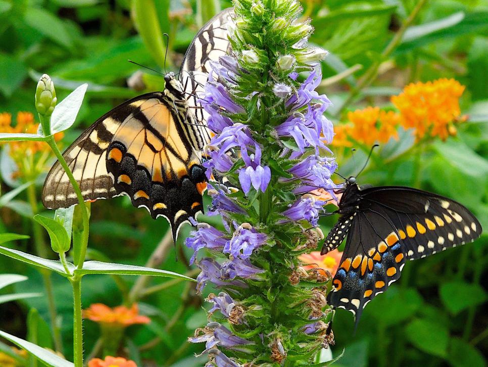 Native Plants for a Sustainable, Wildlife-Friendly Garden