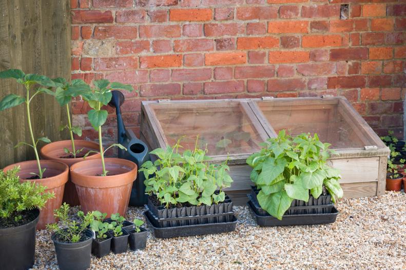 French beans and runner beans in root trainers outside a cold frame, growing vegetables in a garden in England, UK