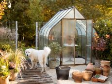 Beautiful garden with vintage greenhouse made of glass and rusty metal with plants inside and clay jugs nearby. Adorable dog walks at backyard
