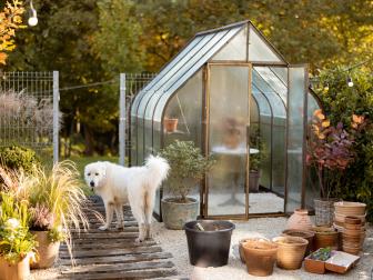 Beautiful garden with vintage greenhouse made of glass and rusty metal with plants inside and clay jugs nearby. Adorable dog walks at backyard