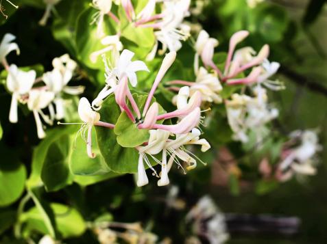 How to Choose and Grow Honeysuckle