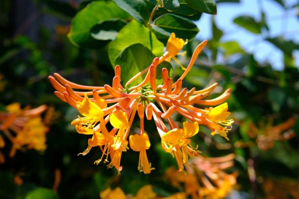 Honeysuckle Lonicera flava