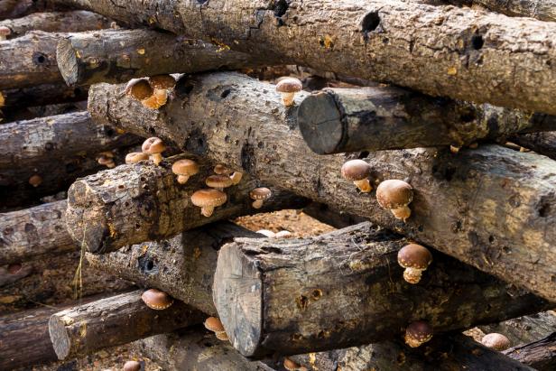 shiitake mushrooms growing in logs