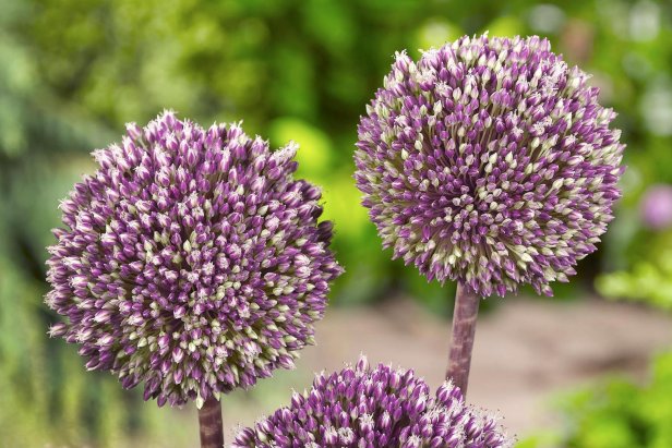 Alliums in bloom