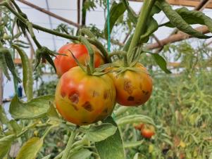 10 Common Tomato Plant Diseases That Can Wreck Your Crop