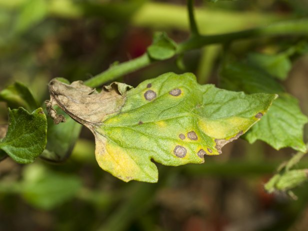 Fighting Tomato And Potato Blight 