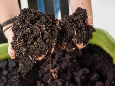 Hands Holding Clumps of Compost With Worms