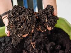 Hands Holding Clumps of Compost With Worms