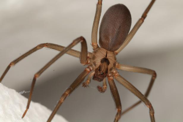 Brown recluse spider. Violin spider.
