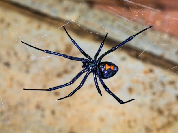 Black Widow Spider waiting for her prey