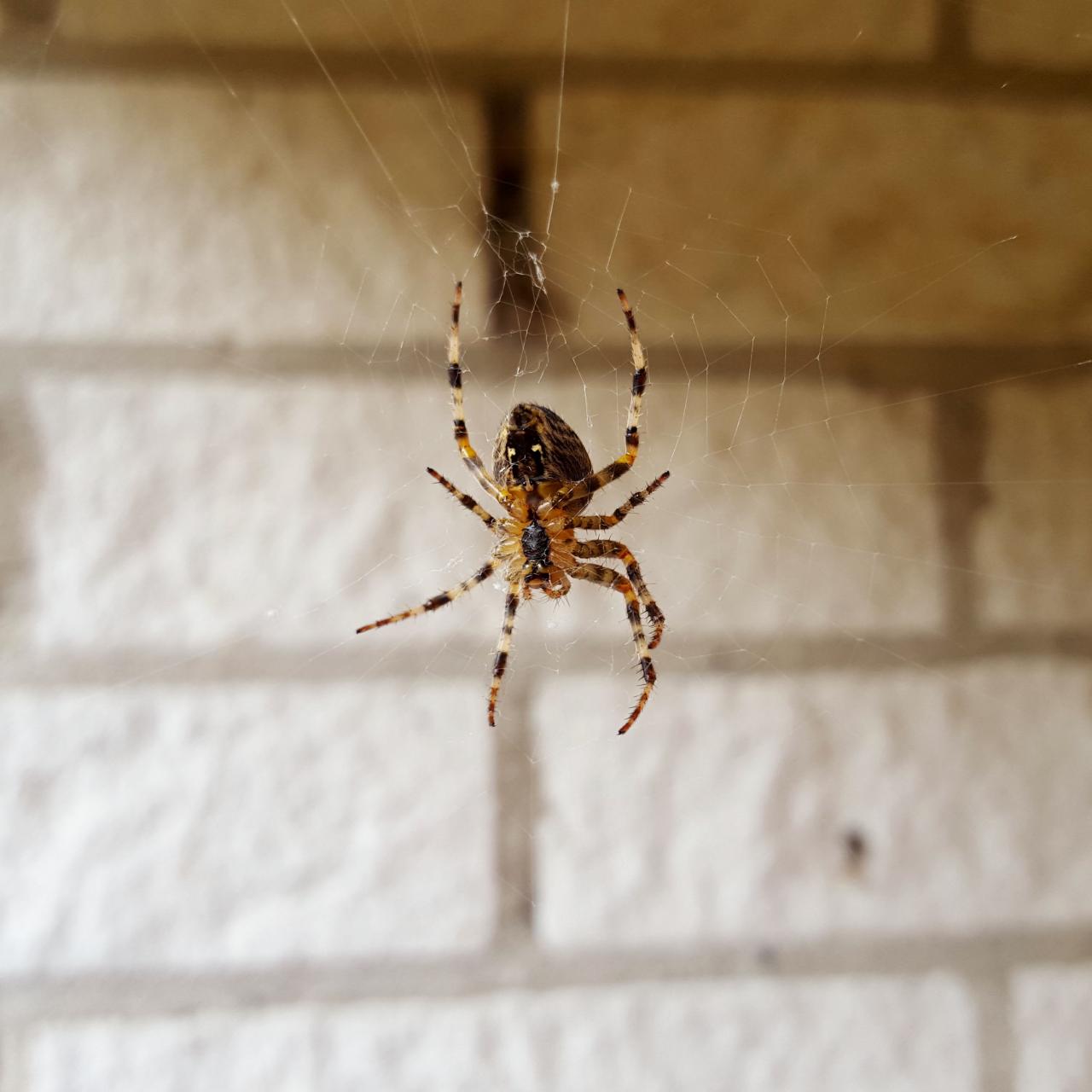 What Eats Spiders? Our Guide To Natural Spider Prevention