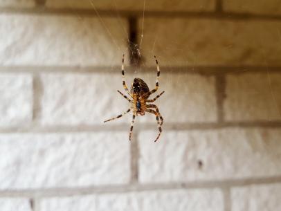 How to Get Rid of Spiders: Inside and Outside the House