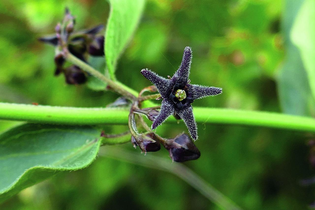 Types of Wildflowers and Their Wild Stories