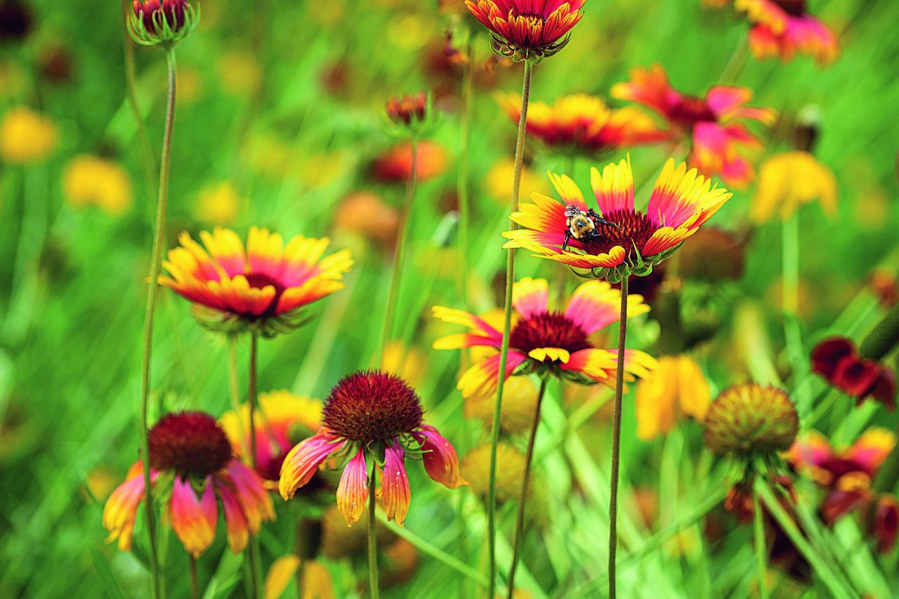 Types of Wildflowers and Their Wild Stories