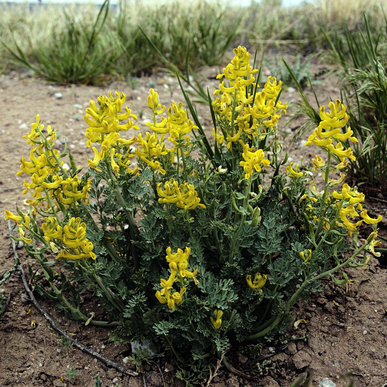 Types of Wildflowers and Their Wild Stories