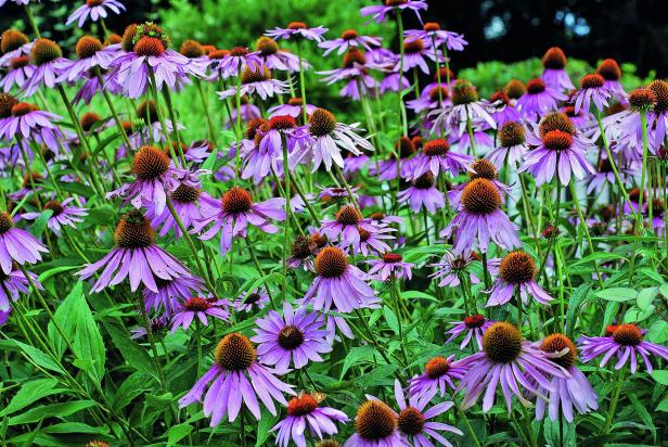 purple wildflowers names