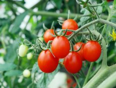 Ripe tomatoes on a branch