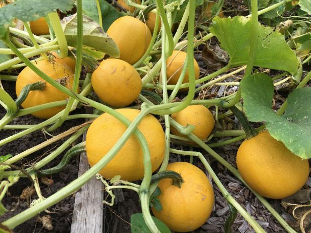 Growing Spaghetti Squash | HGTV