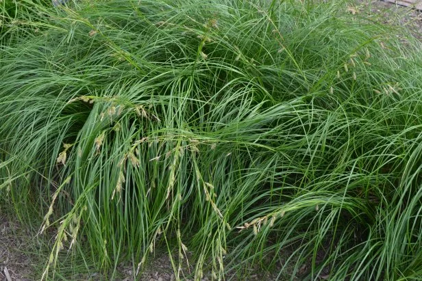 Green Cherokee sedge plants