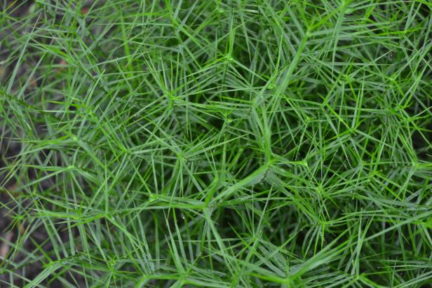 Small sedge grass close-up with geometric green foliage
