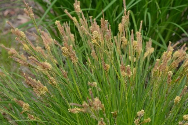 Drought-tolerant upright sedge in bloom