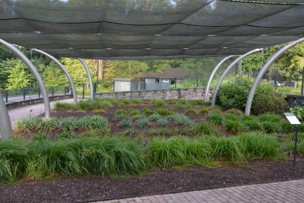 Carex trial garden at Mt. Cuba Center in Wilmington, Delaware