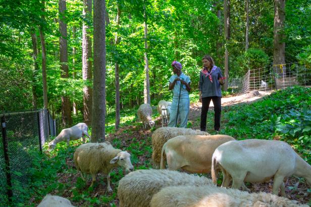 Host Jamila Norman poses and client Julie Fox watch sheep clear the wild forested area of Julie's backyard.
