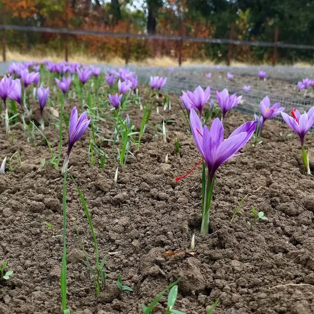 Saffron Crocus In Bloom